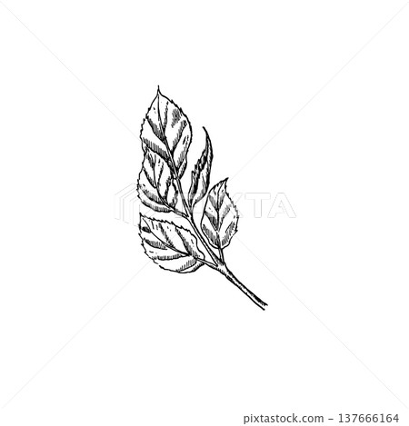 A plant branch with leaves in a black ink engraving style. Vector illustration for design and typography in a minimalist botanical style. A plant branch with leaves in a black ink engraving style. Vector illustration for design and typography in a minimalist botanical style. 137666164