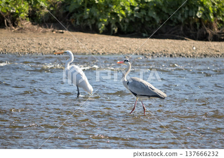野生鳥類在淺水中休息翅膀:蒼鷺和白鷺 野生鳥類在淺水中休息翅膀:蒼鷺和白鷺 137666232