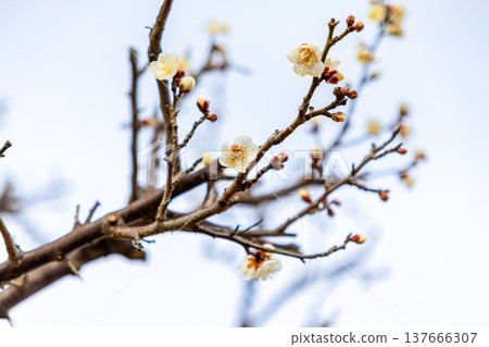 梅花開始綻放 梅花開始綻放 137666307