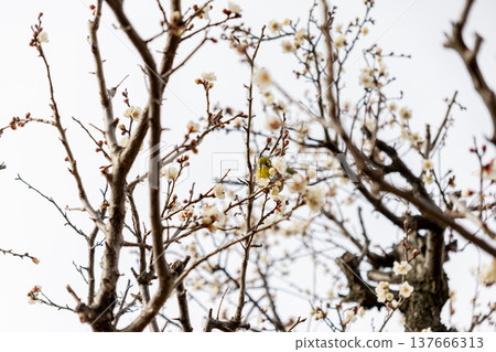 Plum blossoms starting to bloom Plum blossoms starting to bloom 137666313