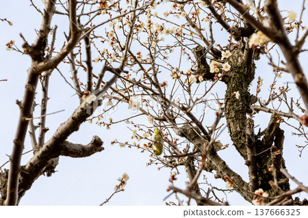 Meiro stuck in a plum tree 137666325