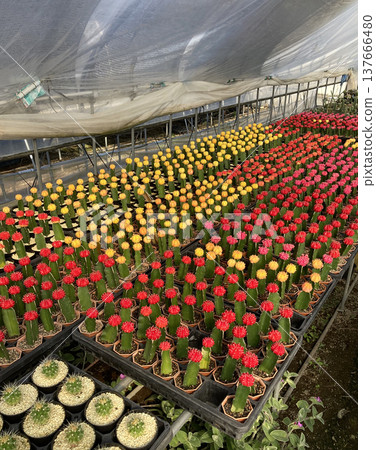 溫室裡正在培育色彩繽紛的 Gymnocalycium mihanovichii 仙人掌:紅色、黃色和粉紅色。 溫室裡正在培育色彩繽紛的 Gymnocalycium mihanovichii 仙人掌:紅色、黃色和粉紅色。 137666480