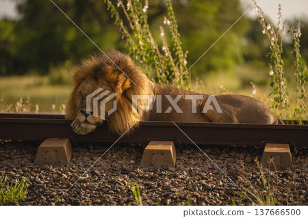 Male lion lies dozing on railway track Male lion lies dozing on railway track 137666500