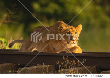 Lion cub with catchlight stalks down railway 137666509