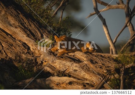 Lion cub with catchlight lies on log 137666512