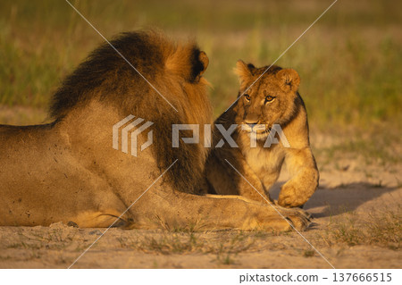 Lion cub with catchlight lies with father Lion cub with catchlight lies with father 137666515