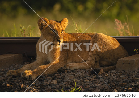 Lion cub with catchlight lies beside railway 137666516