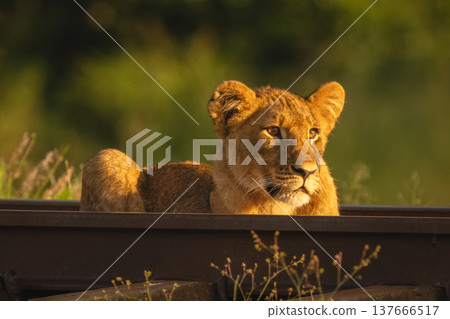 Lion cub with catchlight lies in railway Lion cub with catchlight lies in railway 137666517