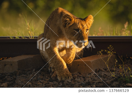 Lion cub sits by railway lifting paw Lion cub sits by railway lifting paw 137666529