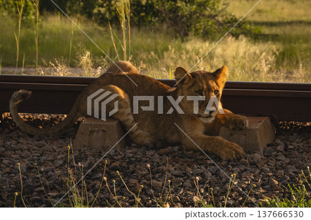 Lion cub lying beside railway at sunrise Lion cub lying beside railway at sunrise 137666530