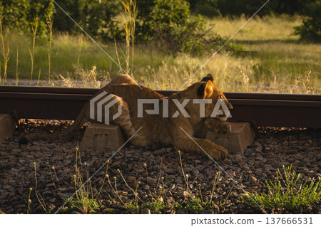 Lion cub lying beside railway at dawn Lion cub lying beside railway at dawn 137666531