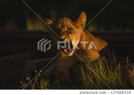 Lion cub lies yawning by railway line Lion cub lies yawning by railway line 137666534