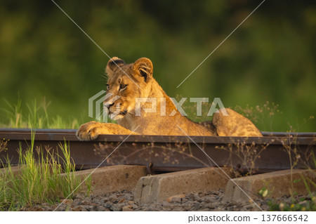 Lion cub lies staring on rail line 137666542