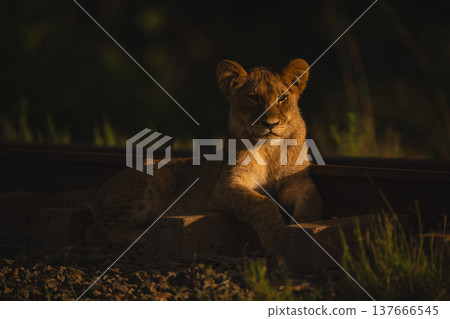 Lion cub lies on sleepers at sunrise 137666545