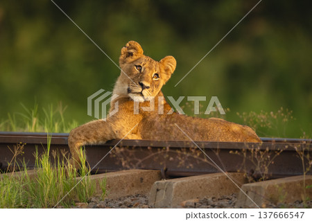 Lion cub lies looking back on railway Lion cub lies looking back on railway 137666547