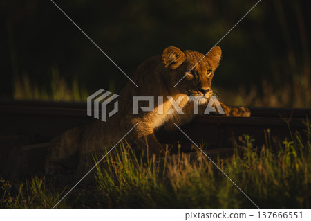 Lion cub lies leaning on railway line 137666551