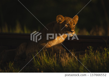 Lion cub lies by railway with catchlights Lion cub lies by railway with catchlights 137666552