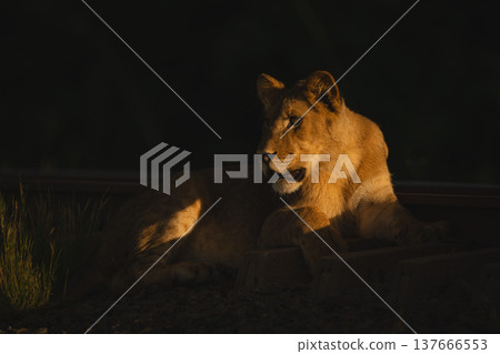 Lion cub lies by railway track staring 137666553