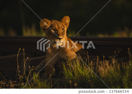 Lion cub lies by railway with catchlight Lion cub lies by railway with catchlight 137666554