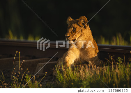 Lion cub lies by railway line staring 137666555