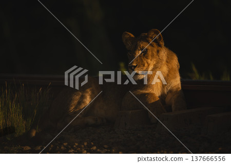 Lion cub lies by railway turning head Lion cub lies by railway turning head 137666556