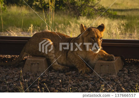 Lion cub lies beside railway with catchlight 137666557