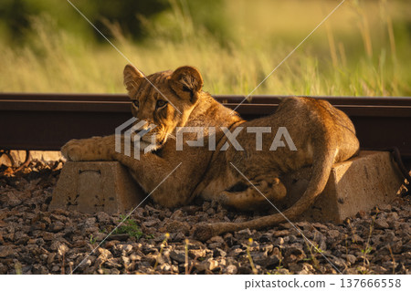 Lion cub lies across sleepers in sunshine 137666558
