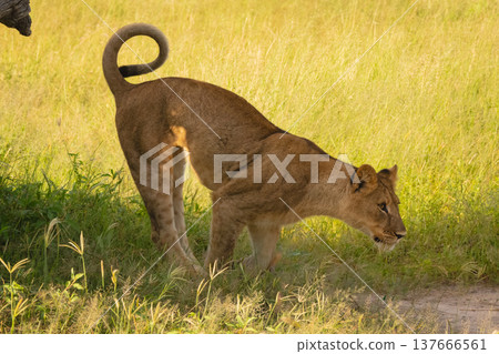 Lion cub lands jump from dead stump Lion cub lands jump from dead stump 137666561