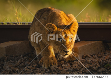 Lion cub crouches staring by railway track Lion cub crouches staring by railway track 137666564