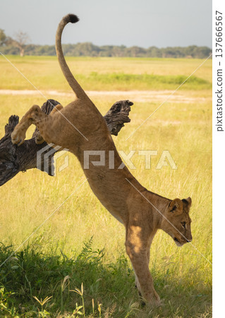 Lion cub jumping down from dead tree 137666567