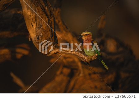 Lilac-breasted roller watches camera from gnarled bough Lilac-breasted roller watches camera from gnarled bough 137666571