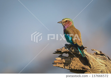 Lilac-breasted roller with catchlight on gnarled stump Lilac-breasted roller with catchlight on gnarled stump 137666572