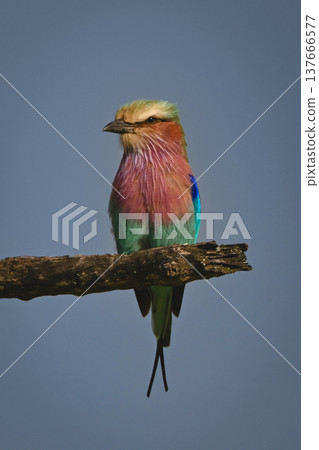 Lilac-breasted roller watching camera from dead bough Lilac-breasted roller watching camera from dead bough 137666577