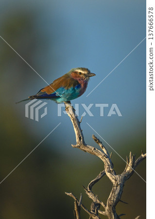 Lilac-breasted roller watches camera from gnarled tree Lilac-breasted roller watches camera from gnarled tree 137666578