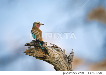 Lilac-breasted roller turns round on dead stump Lilac-breasted roller turns round on dead stump 137666583