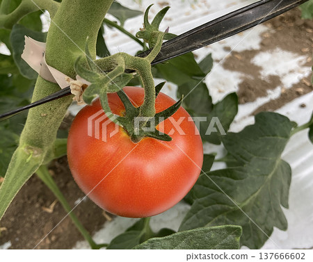 Greenhouse-grown, ripe red tomatoes, still on the branch, close-up photograph. Greenhouse-grown, ripe red tomatoes, still on the branch, close-up photograph. 137666602
