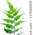 Fern leaves - vibrant green - transparent PNG 137666609