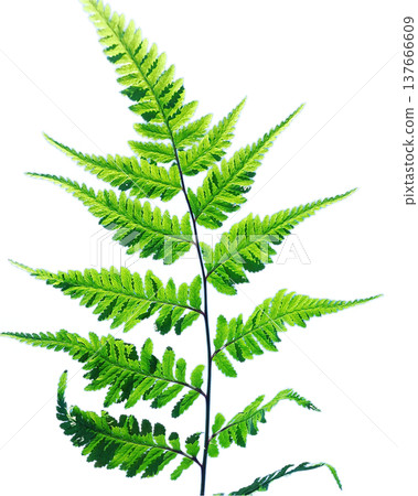 Fern leaves - vibrant green - transparent PNG 137666609