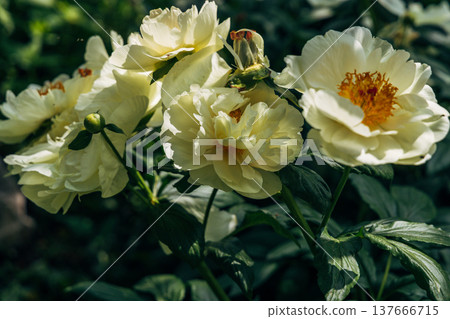 Paeonia, peony Lemon Chiffon blooms in the garden in summer Paeonia, peony Lemon Chiffon blooms in the garden in summer 137666715