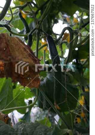 cucumber cucumber 137667022
