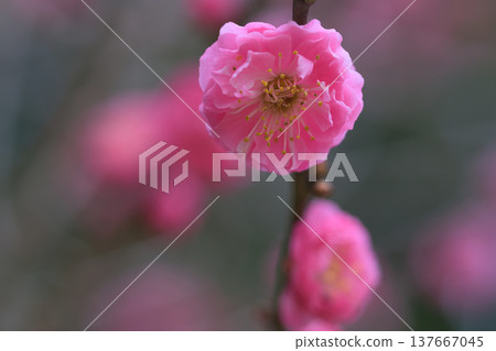 美麗的粉紅色梅花 美麗的粉紅色梅花 137667045