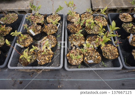 藍莓插條 137667125