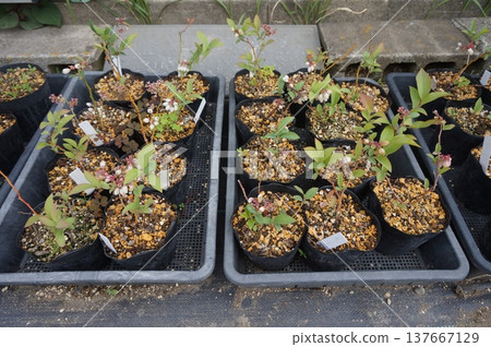 藍莓插條 藍莓插條 137667129