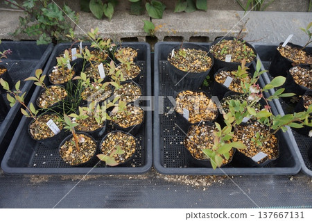 blueberry cuttings 137667131