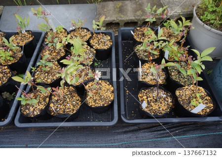 blueberry cuttings 137667132