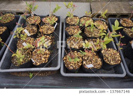 藍莓插條 137667146