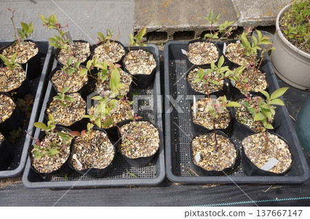 藍莓插條 藍莓插條 137667147