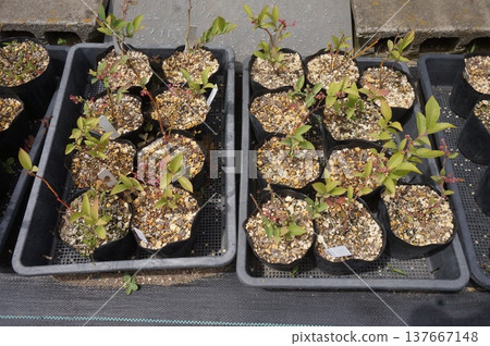 blueberry cuttings 137667148