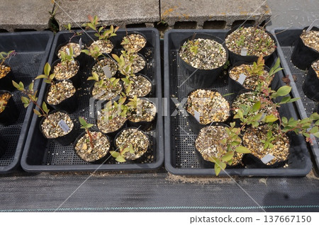 blueberry cuttings blueberry cuttings 137667150