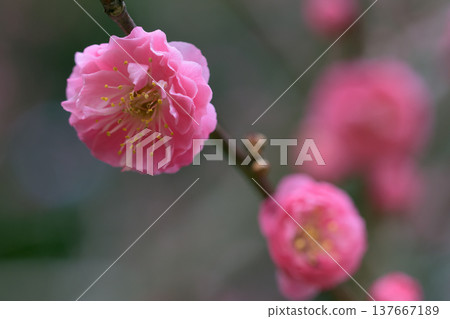 枝頭一排紅梅花盛開 枝頭一排紅梅花盛開 137667189
